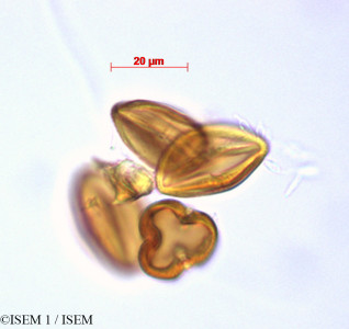 ISEM 1/Billia_columbiana_29244/Billia_columbiana_29244_0001(copy)_thumb.jpg